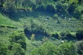 /album/galerie-photos/plantation-de-the-jpg/